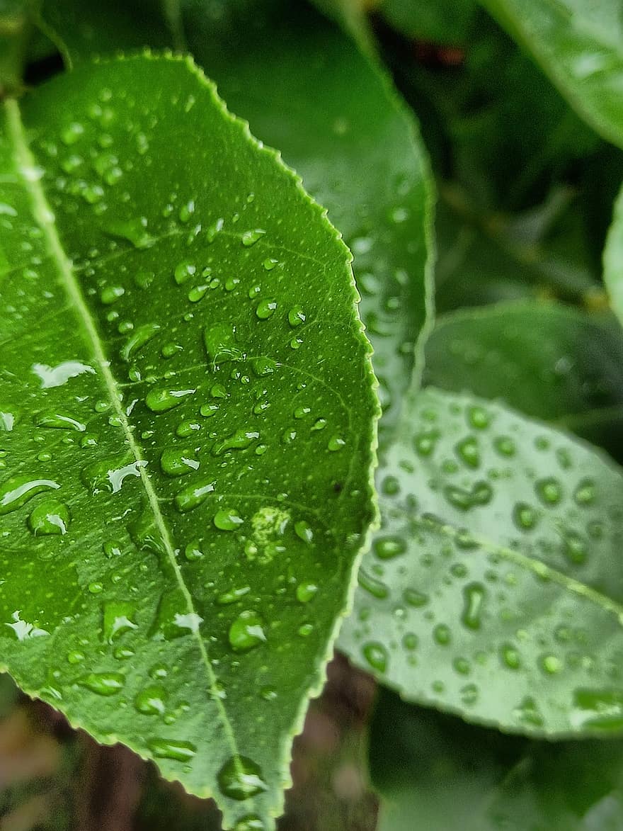 Blatt, Pflanze, Tau, nass, Tautropfen, Grün, Natur, Regentropfen, Nahansicht, grüne Farbe, Frische