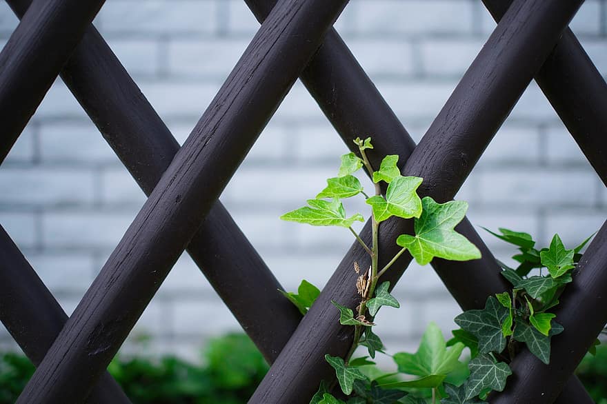Ivy, Green, Climber Plant, Garden Fence, Hunter Fence, Wooden Fence, Garden, Nature, leaf, plant, green color
