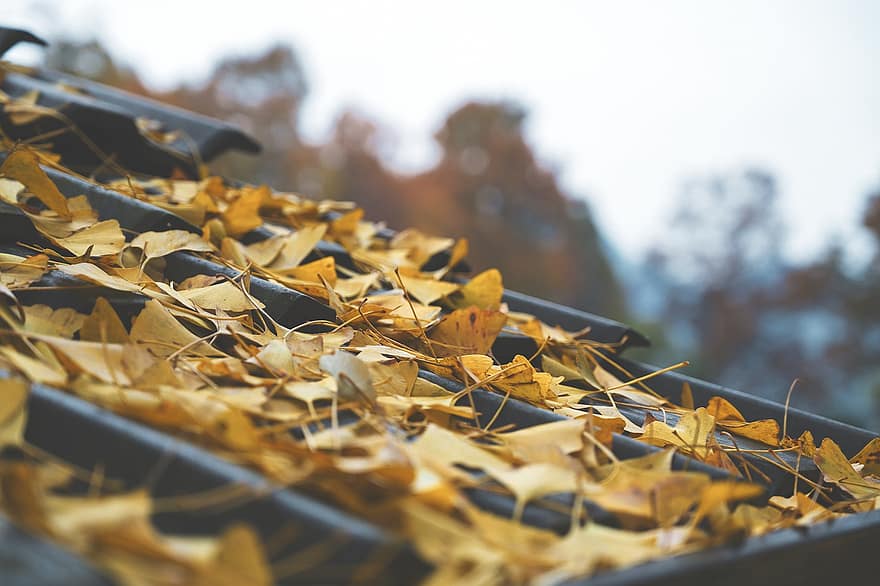 가을, 이파리, 은행 나무 잎, 잎