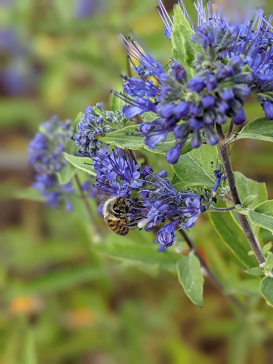 комаха, бджола, ентомологія, квітка