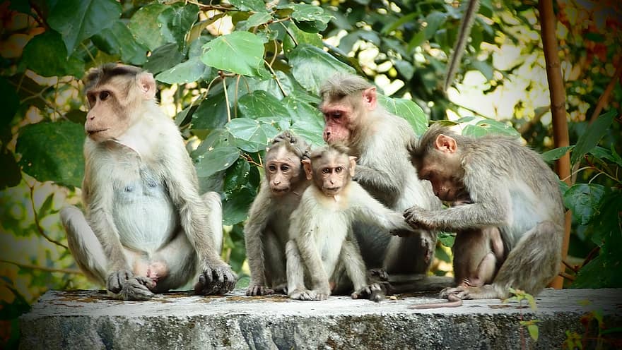 maymunlar, hayvanlar, aile, bebek maymunlar, genç hayvanlar, primatlar, yaban hayatı, memeliler