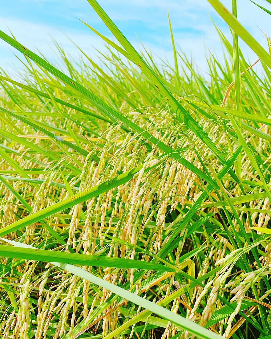 Оризово поле, трева, поле, селско стопанство