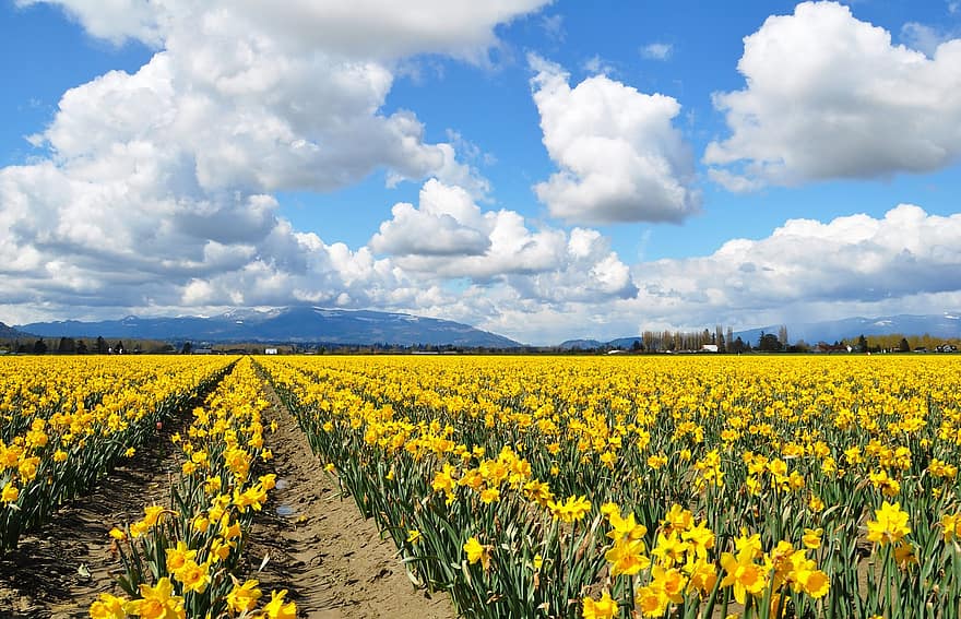 Daffodils, Yellow, Daffodil, Spring, Nature, Sky, Clouds