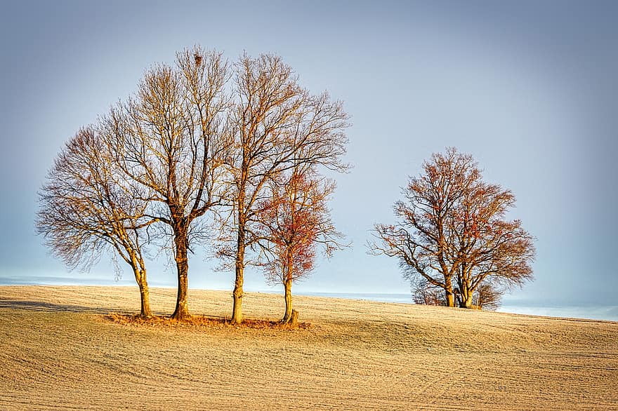 Trees, Winter, Meadow, Hill, Grass, Nature