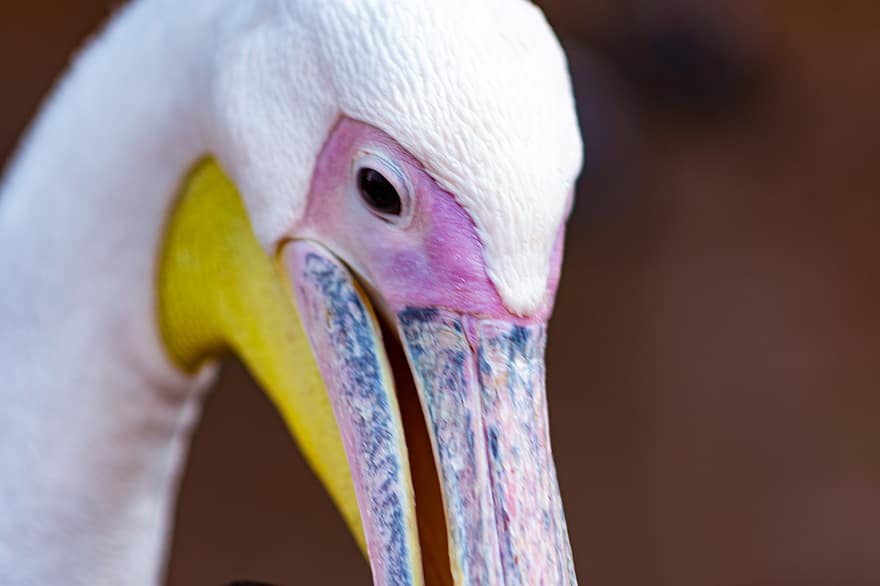 pelikanas, paukštis, pobūdį, gyvūnas, laukinės gamtos, snapas, pelikanai, flamingas