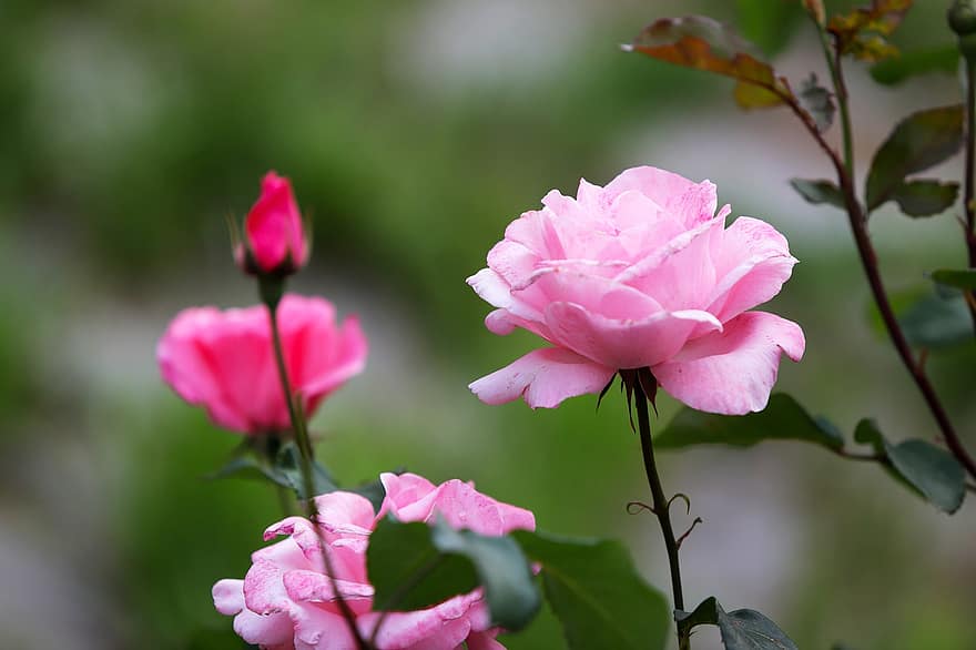 bunga-bunga merah muda, mawar, mawar merah muda, bunga-bunga, alam, musim semi, bunga musim semi, taman, menanam, bunga, merapatkan