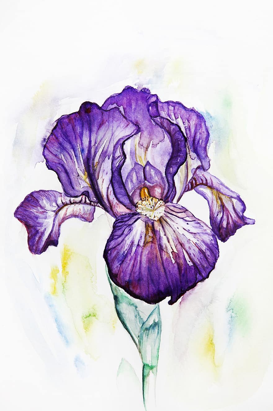 iris, púrpura, Violeta, floración, primavera, flor, floral, jardín, flora, pintura, acuarela