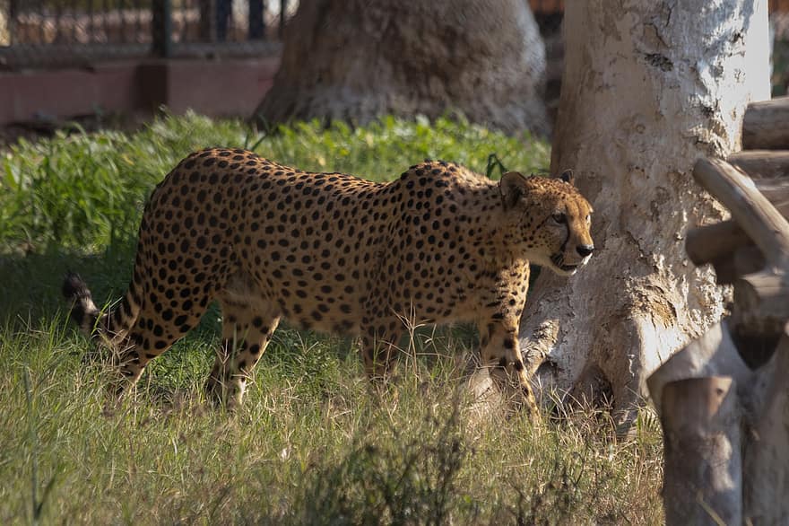 Cheetah, hewan, margasatwa, berjalan, kucing besar, mamalia, alam, binatang di alam liar, kucing yang tidak diberi obat, hewan safari, licik