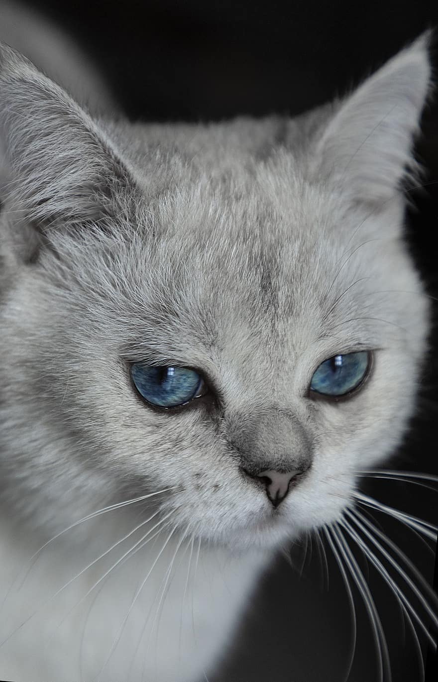 ネコ、青い目、猫の目、灰色の猫、子猫、キティ、閉じる、ひげ、猫科、ペット、哺乳類
