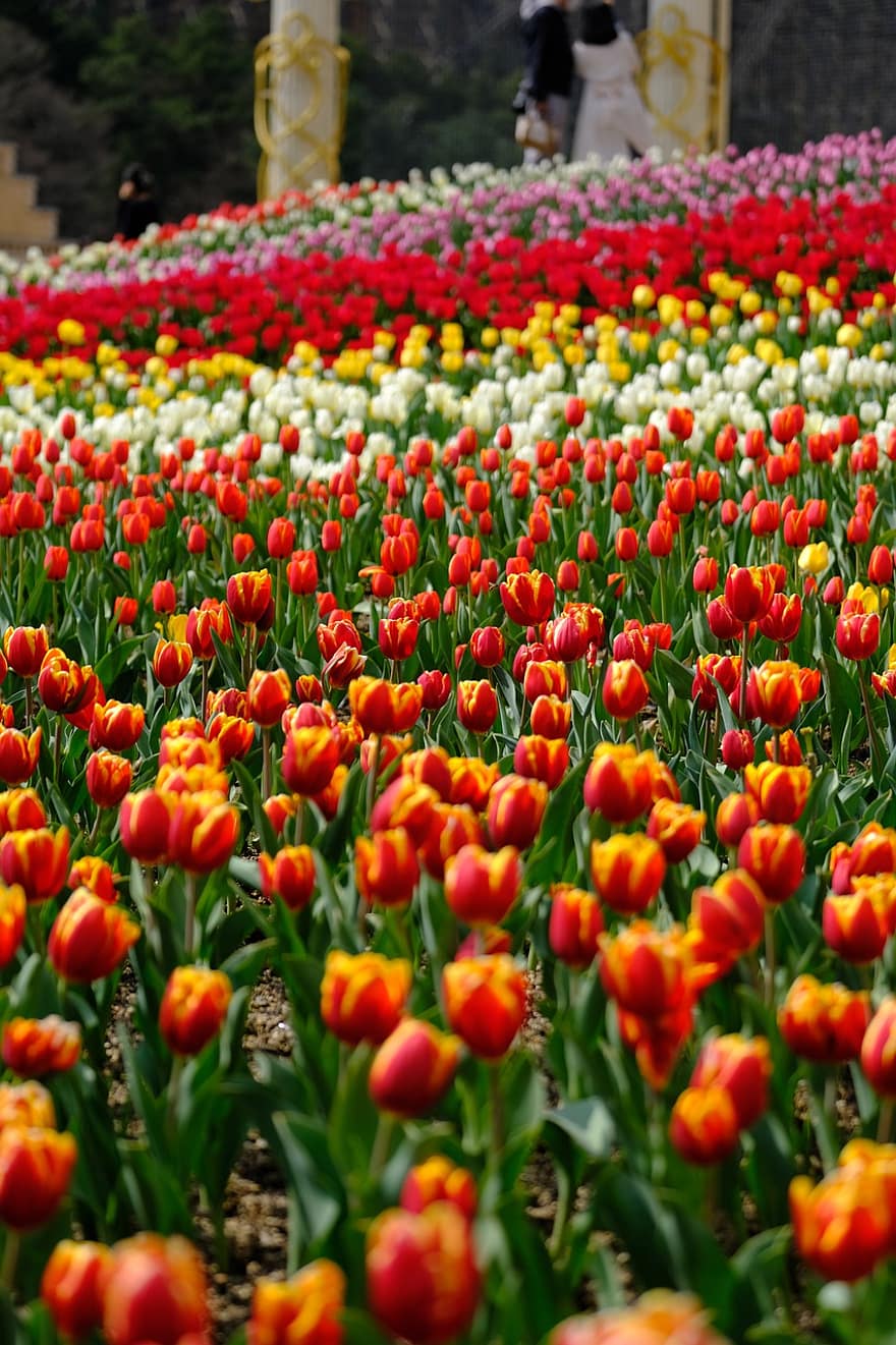 tulipany, pomarańczowe kwiaty, ogród, Natura, krajobraz, wiosna, kwiaty, tulipan, kwiat, roślina, wielobarwne