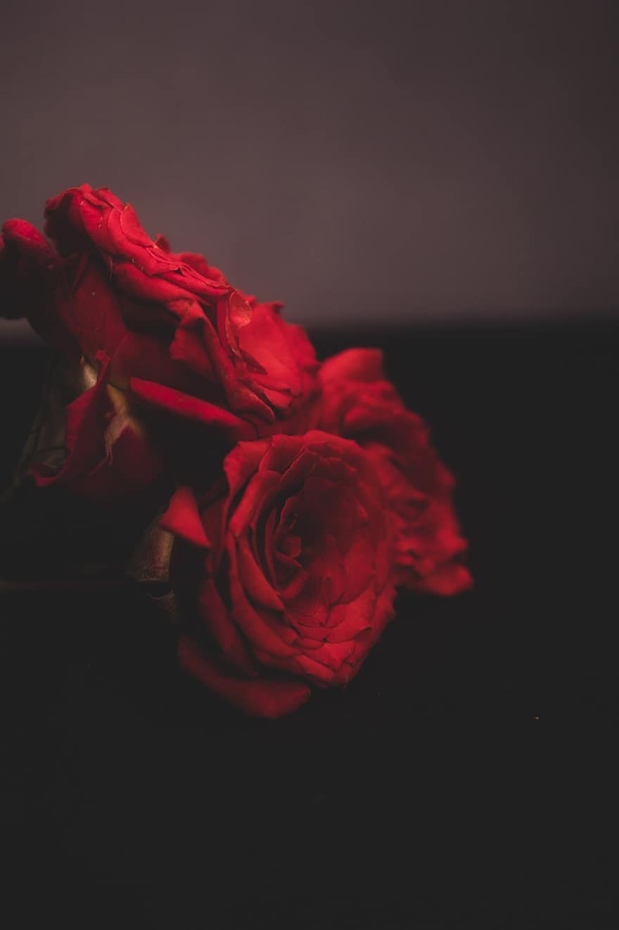 τριαντάφυλλα, λουλούδια, κόκκινα τριαντάφυλλα, αυξήθηκε ανθίζει, πέταλα, πέταλα τριαντάφυλλου, ανθίζω, άνθος, χλωρίδα