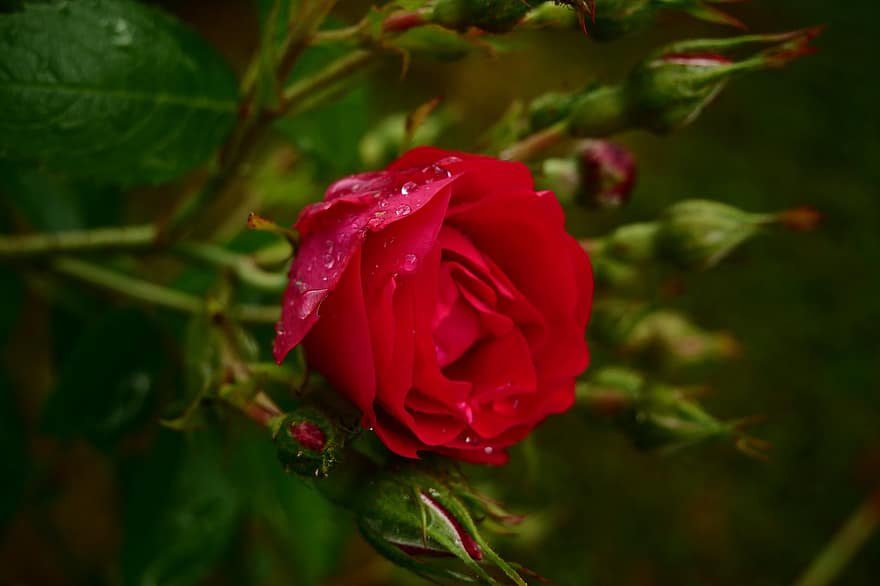 Rose, rød rose, have