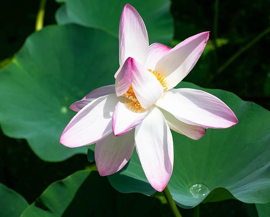 floare, lotus, roz, inflori, a inflori, pace, meditaţie, natură, lac, floral, plantă