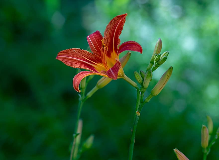 Red Daylily, Lily, Flower, Petals, Bloom, Blossom, Pistils, Flora, Nature, Plant, Flowering Plant