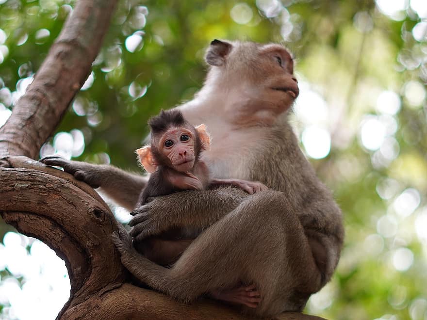 mono, bebe mono, madre, animales, primates, bebé animal, fauna silvestre, primate, linda, pequeña, animal joven