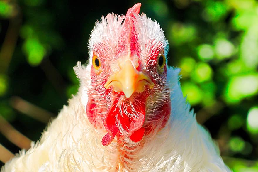 Chicken, Hen, Poultry, Animal, Livestock, Farm Animal, Close Up, Portrait, Bird, Feathers, Nature