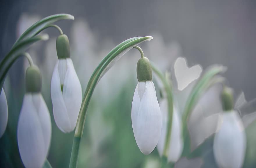 Snowdrop, Flowers, Plant, White Flowers, Petals, Bloom, Blossom, Early Bloomer, Signs Of Spring, Spring, Early Spring