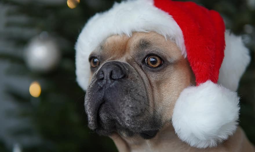 Fransız Bulldog, Noel, Noel Baba şapkası, köpek, mutlu Noeller, arka fon, tatlı, sevimli, burun, sadık Arkadaş, portre