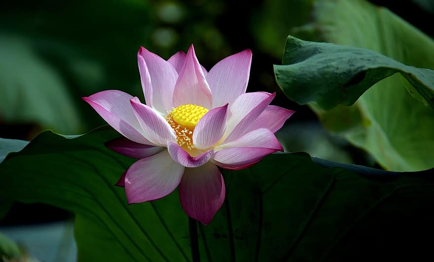 lotus, rosa blomma, blomma, indisk lotus, helig lotus, bön av Indien, Egyptisk böna, näckros, blommande växt, vattenväxter, växt