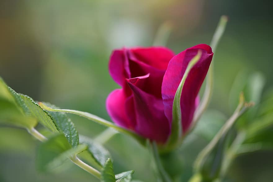 rosa, Blume