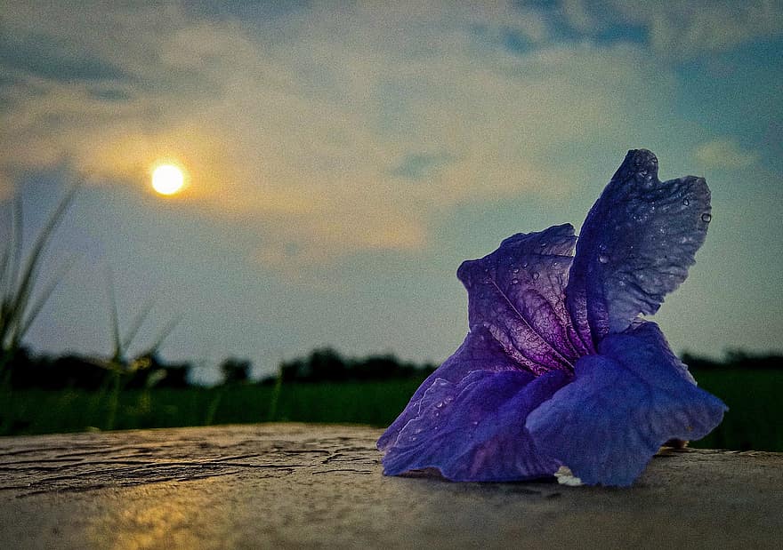 Purple Flower, Sunset, Sundown, flower, plant, summer, leaf, close-up, petal, blue, flower head