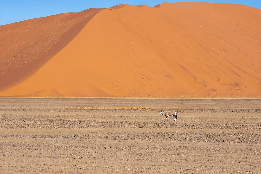 Sa mạc, cồn cát, thú vật, cát, phong cảnh, Thiên nhiên, phong cảnh, nông thôn, khô khan, oryx, con linh dương