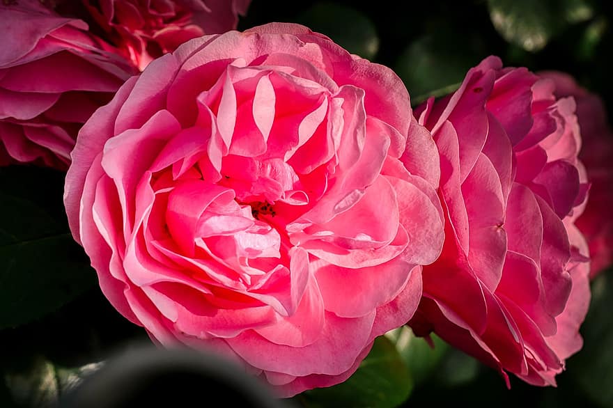 Rosa, flor, jardín, planta, naturaleza, flor rosa, floración, brote, Rosal, de cerca, hermoso