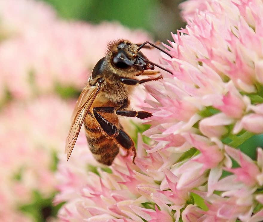 lebah, serangga, serbuk sari, bunga, berwarna merah muda, taman