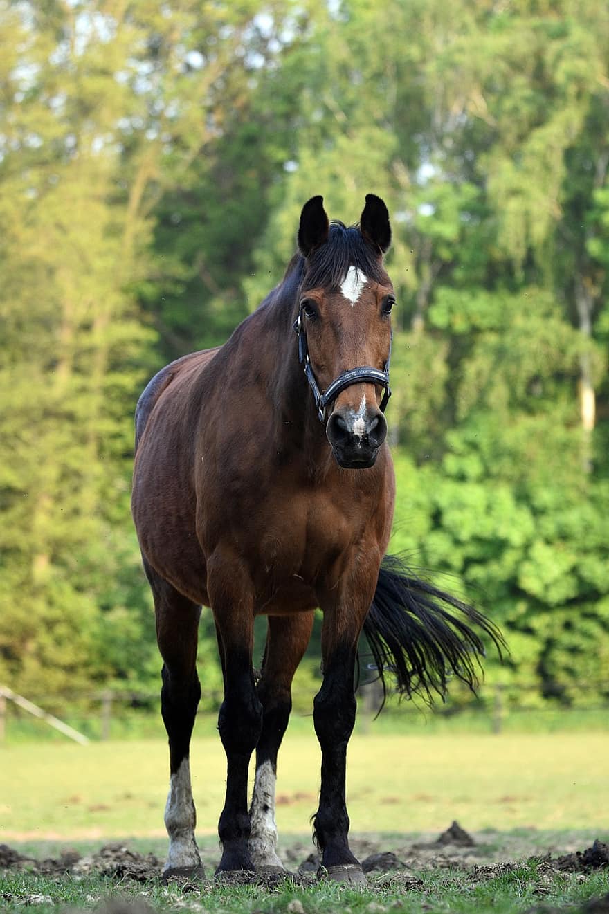Animal, Horse, Tail, Grass, Species, Fauna, Equine, farm, stallion, mare, rural scene
