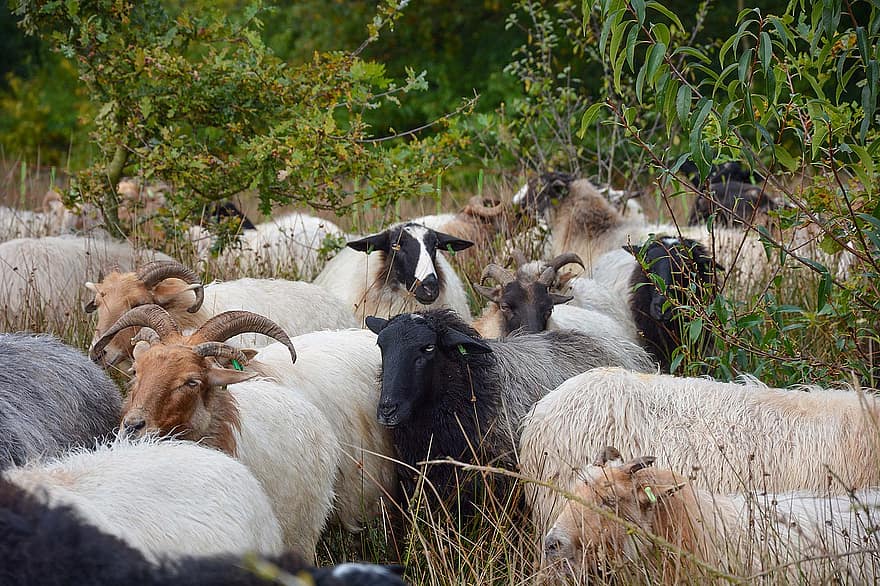 aitas, jēra gaļa, ganāmpulks, atgremotājiem, liellopiem, jomā, ganības