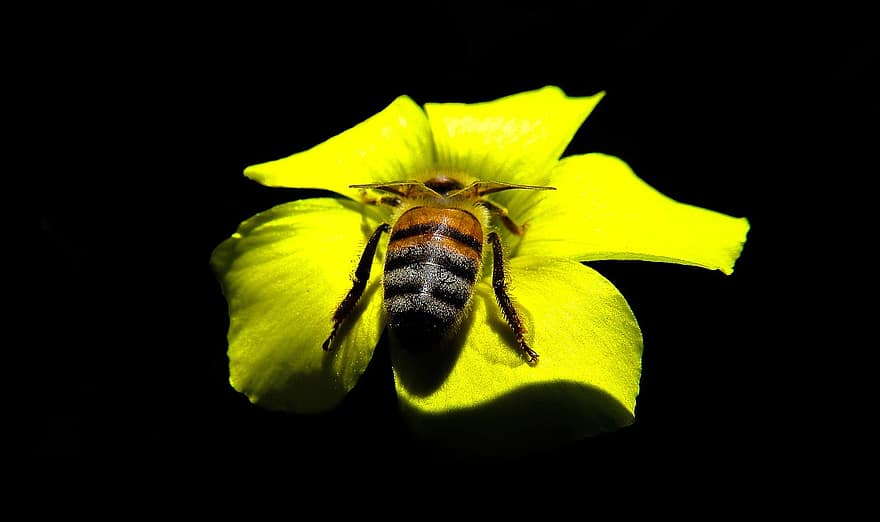 Bie, insekt, blomst, dyr, gul blomst, anlegg, natur