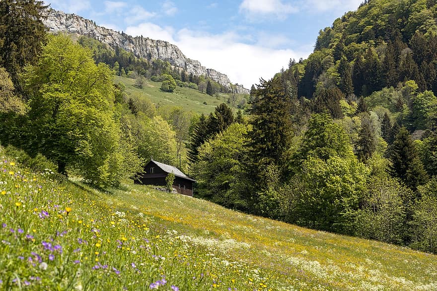 pasto, jura, montañas, prado, montaña, hierba, excursionismo, Suiza, naturaleza