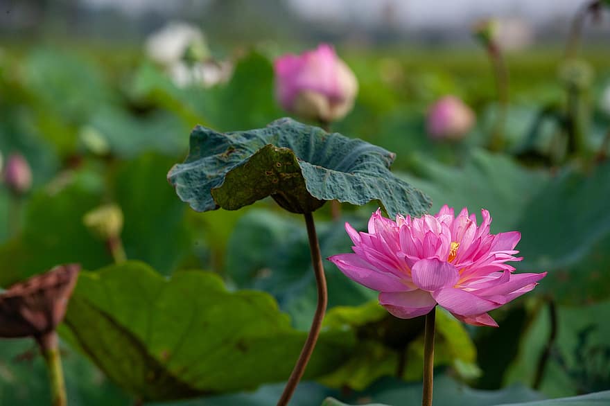 Lotus Water Lily, Plant, Growth, Beauty In Nature, Flower, Field, Nature, Petal