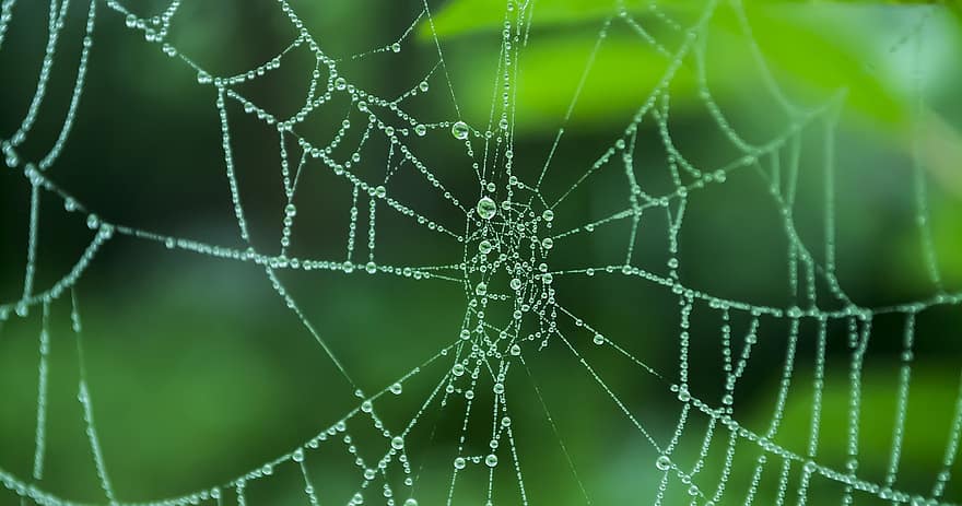 web, edderkoppespind, spindelvæv, levested