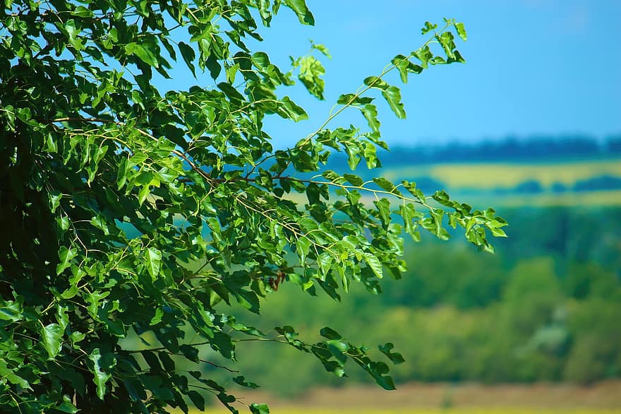 cây, lá, tán lá, những chiếc lá xanh, tán lá xanh, hệ thực vật, Thiên nhiên, màu xanh lá