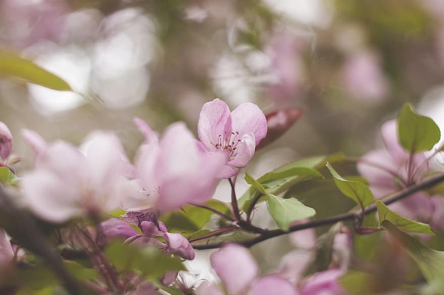 sakura, bloemen, kersenbloesems, roze bloemblaadjes, bloemblaadjes, bloesem, natuur, bloeien, flora