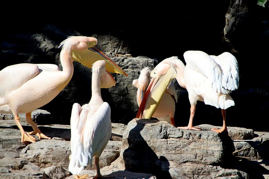 pelikāni, putni, dzīvnieki, balti pelikāni, ūdens putni, spalvas, knābis, raksturs, ornitoloģija, fauna, spalvu