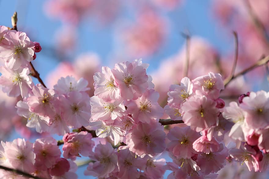 prem bunga, bunga-bunga, musim semi, cabang, bunga-bunga merah muda, Prunus, prem, berkembang, mekar, pohon, alam