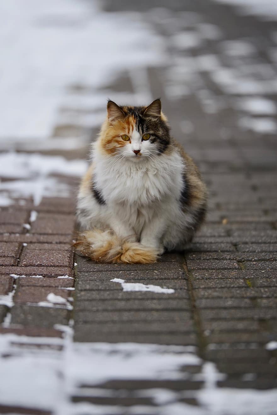 calico cat, kočka, domácí zvíře, zvíře, sníh, zimní, srst, koťátko, domácí, Kočkovitý