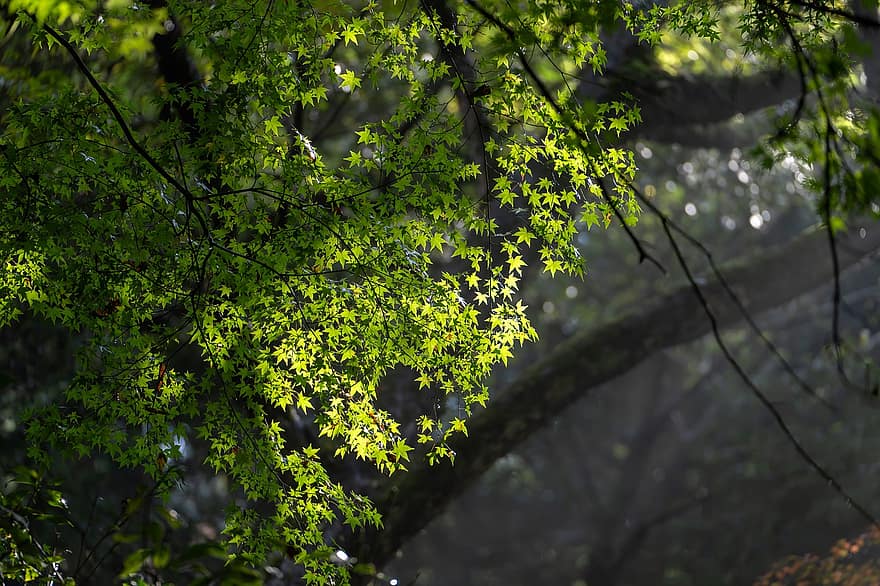 ainavu, meži, Acer Amoenum, lapas, filiāle, saules gaismas, rudenī, Japāna, dabiski