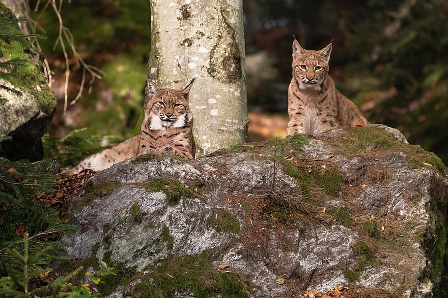 Lynx, Wildcat, Forest, Feline, Animal, Nature