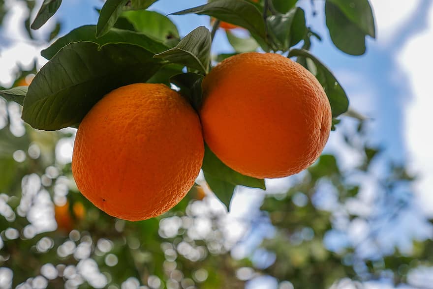 Orangen, Früchte, Paar, Zitrusfrüchte, frisch, reif, frische Orangen, Reife Orangen, produzieren, organisch, Ernte