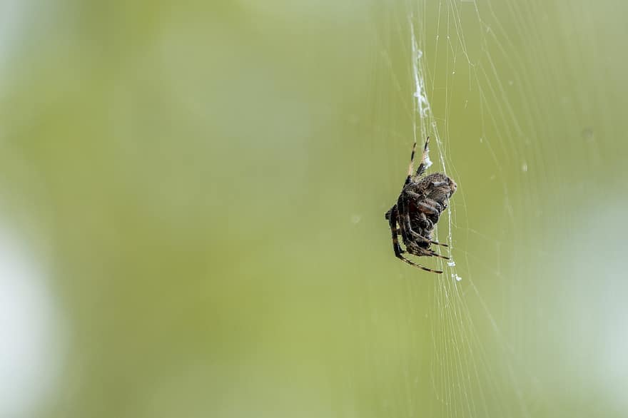 edderkopp, web, insekt, arachnid, spindelvev, Orb-weaver, orb, natur, dyreliv, dyr, edderkoppfobi