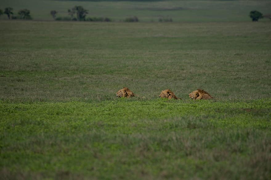leijonat, safari, villi, villieläimet, saalistaja, luonto, maisema, Afrikka, Tansania, leijona, kissan-