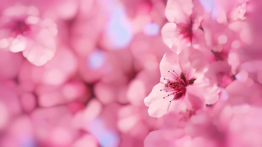 花、アーモンド、ピンク、春、咲く、自然、壁紙、閉じる、工場、ピンク色、花弁