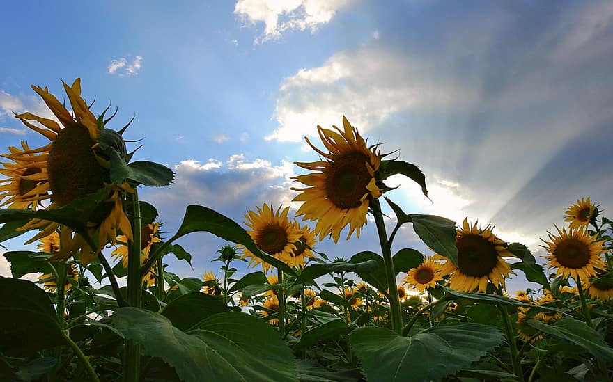 Sunflowers, Summer, Botany, Field, Nature, Bloom, Blossom, Plant, Growth
