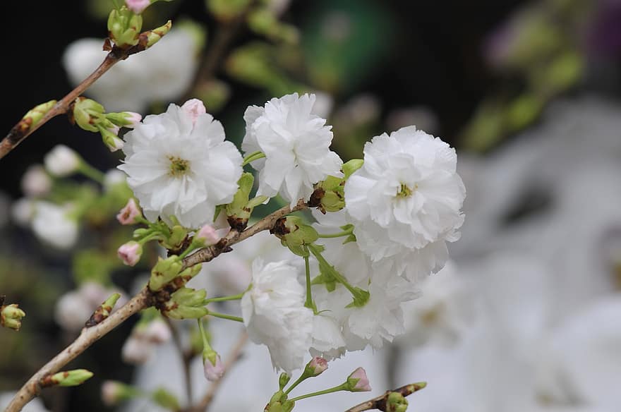 sakura, kukat, kirsikankukkia, valkoiset terälehdet, terälehdet, kukinta, kukka, kasvisto, kevään kukat, luonto