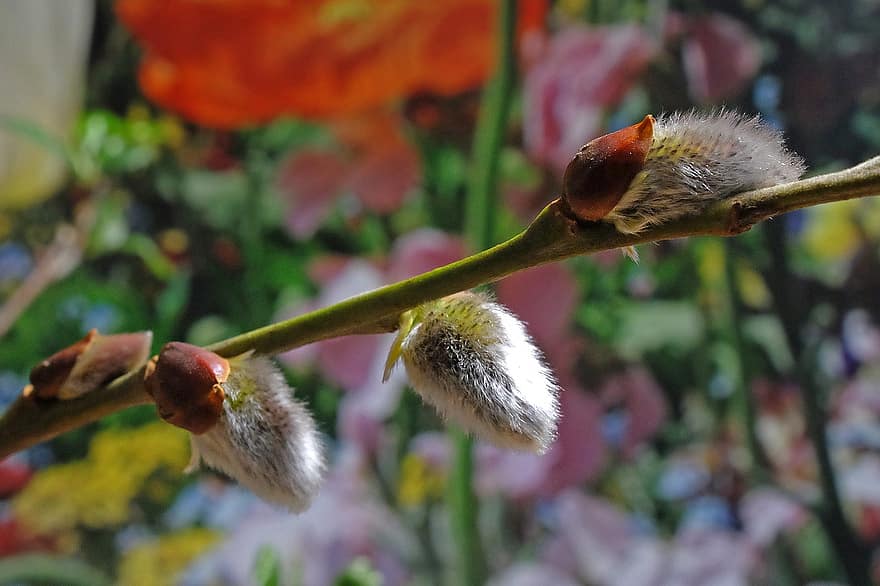 pást se, willow catkin, jehnědy, jaro, sezónní, Příroda, růst, detail, rostlina, květ, zelená barva
