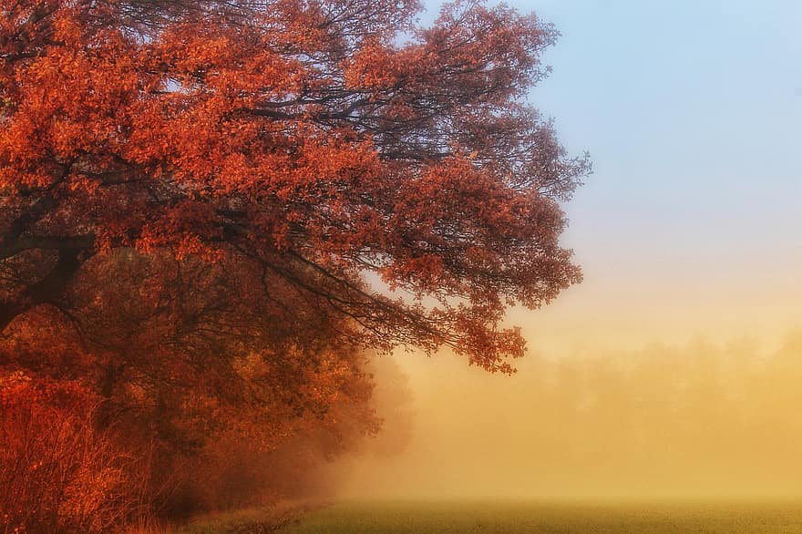 дерево, листя, туман, поле, осінь, червоний, ідилія, природи