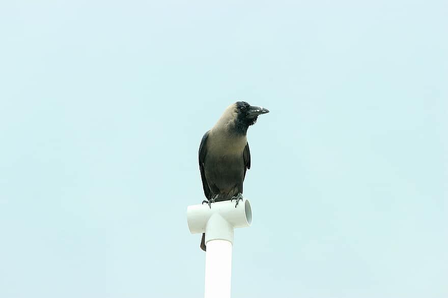 Crow, Bird